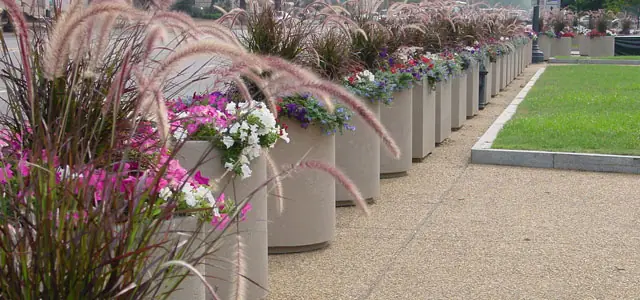 A row of large planters filled with colorful flowers and grasses lines a paved walkway.